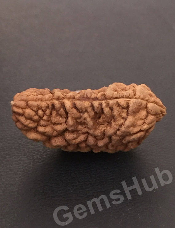 1 Face/Mukhi Certified Rudraksha Size- 31.40 mm